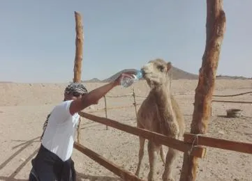 3 hour quad tour with camel riding photo